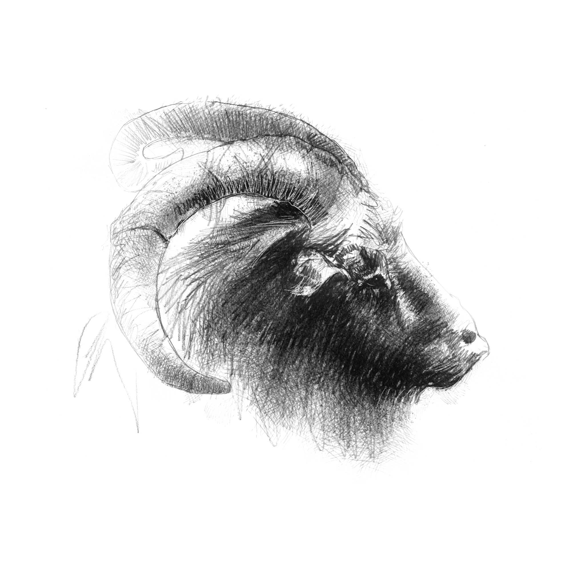 Golden Guernsey Goat - BW Sketch