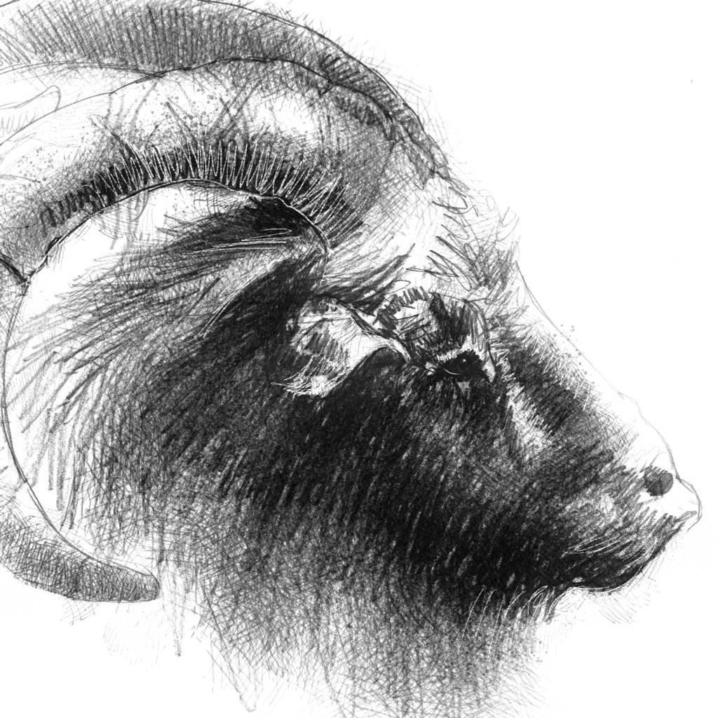 Golden Guernsey Goat - BW Sketch
