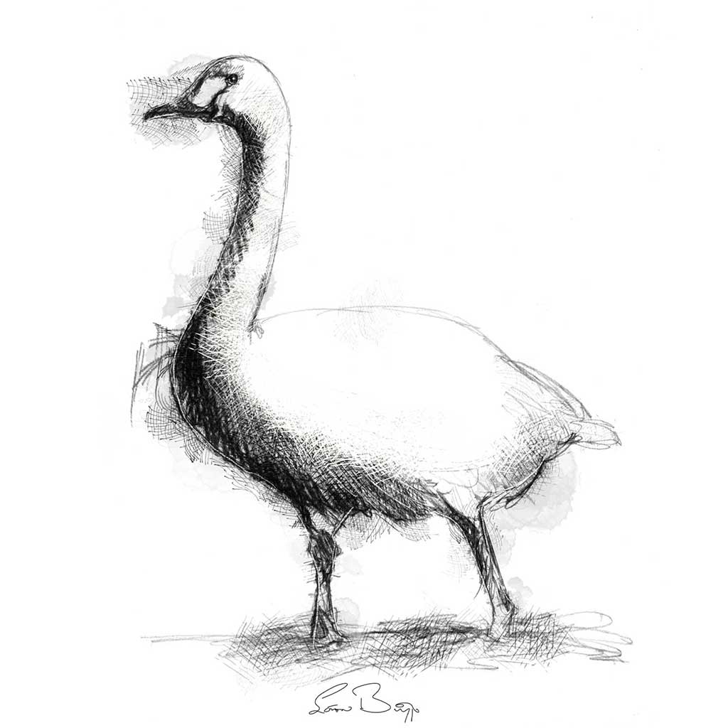 Bewick swan