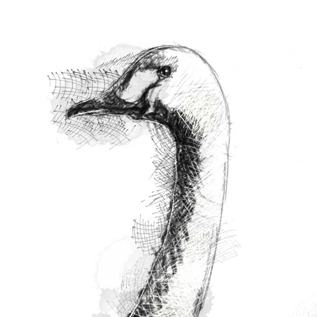 Bewick swan