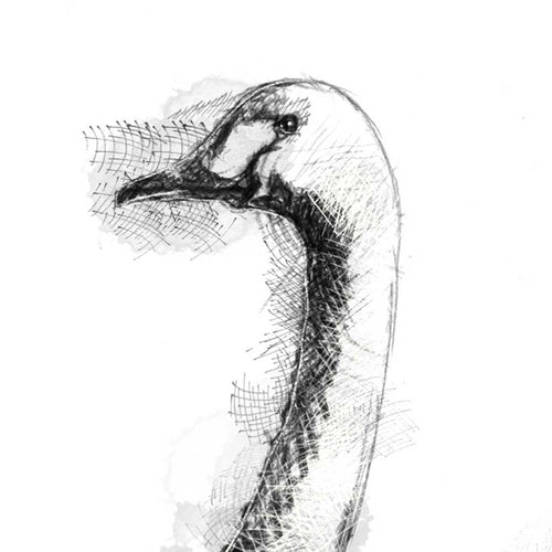 Bewick swan