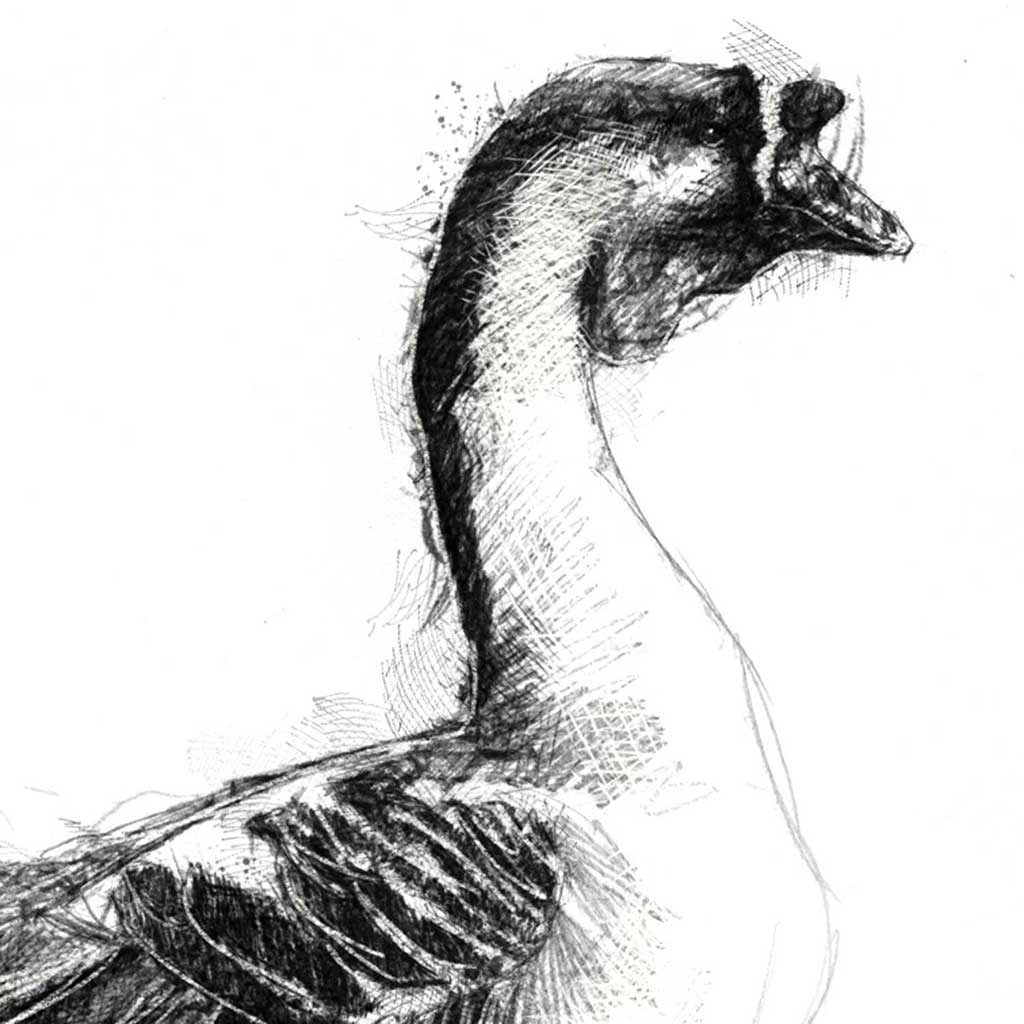 Last goose