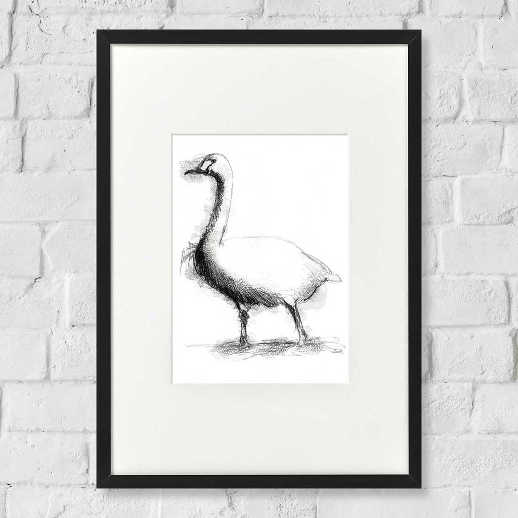 Bewick swan