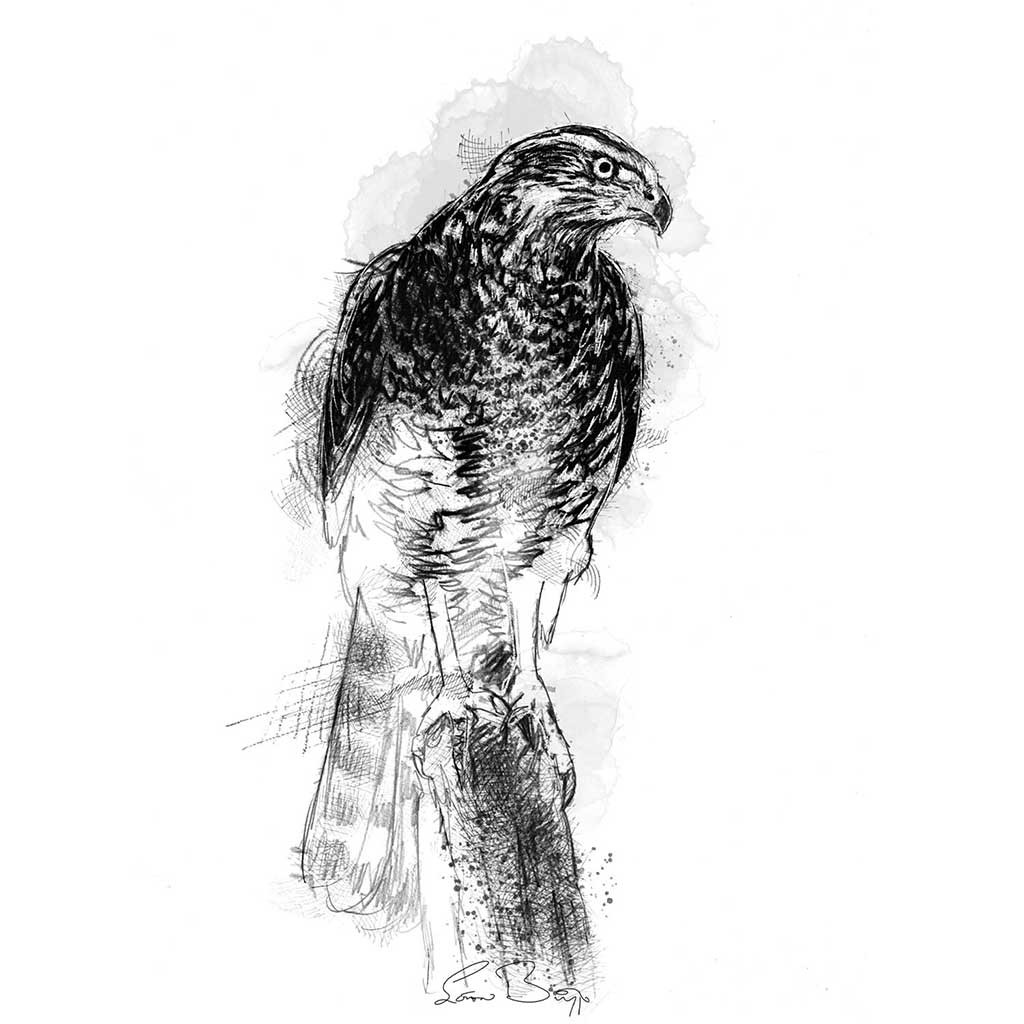 Goshawk perched