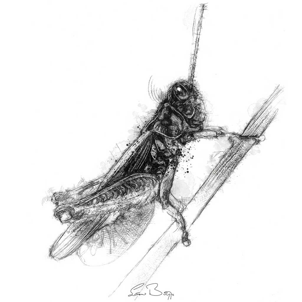Grasshopper