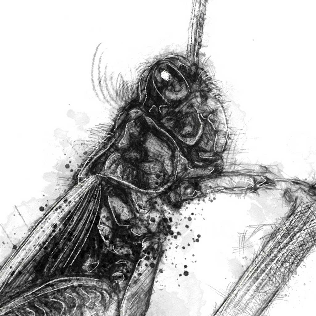Grasshopper