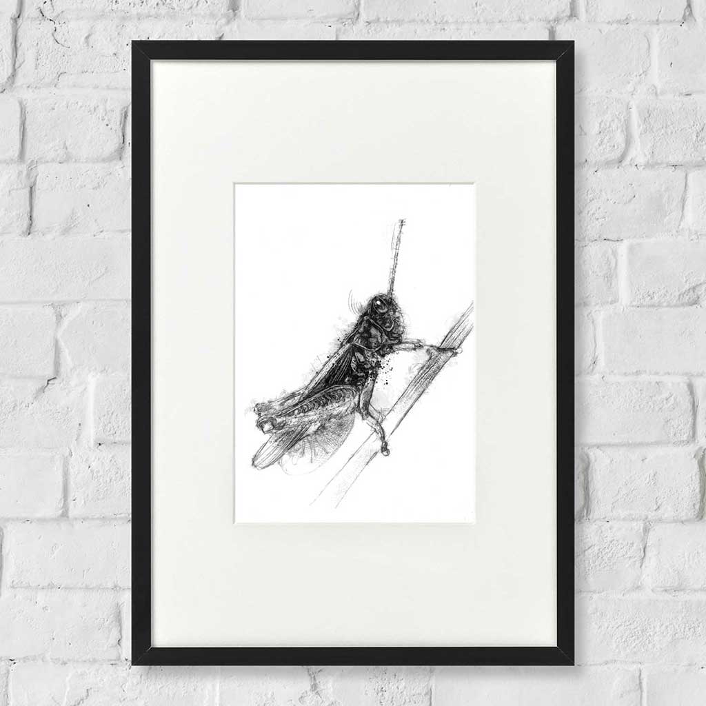 Grasshopper