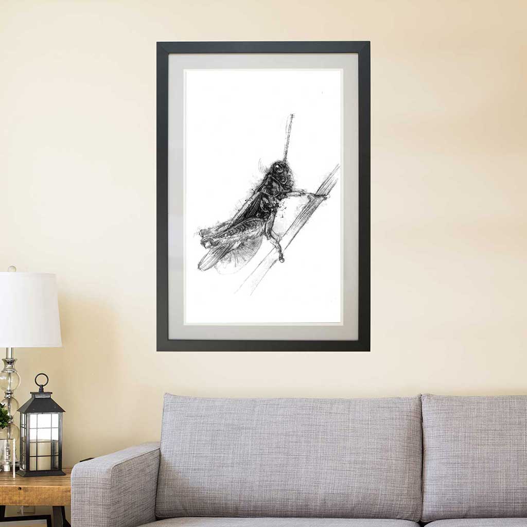 Grasshopper