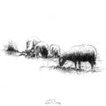 Grazing sheep