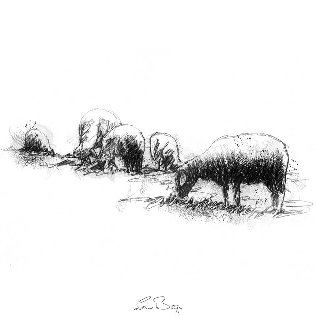 Grazing sheep