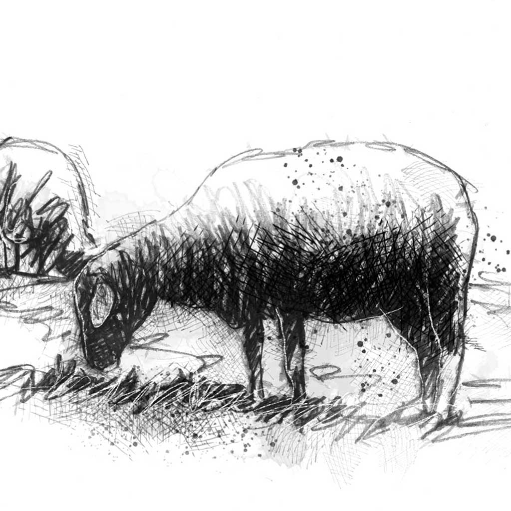 Grazing sheep