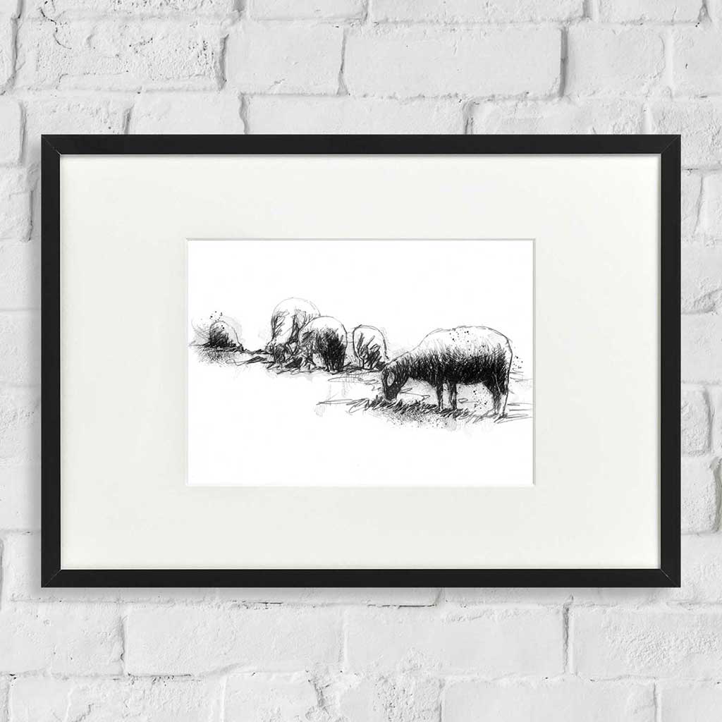 Grazing sheep