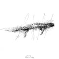Great crested newt