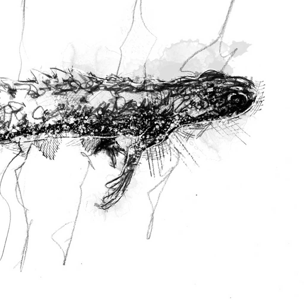 Great crested newt