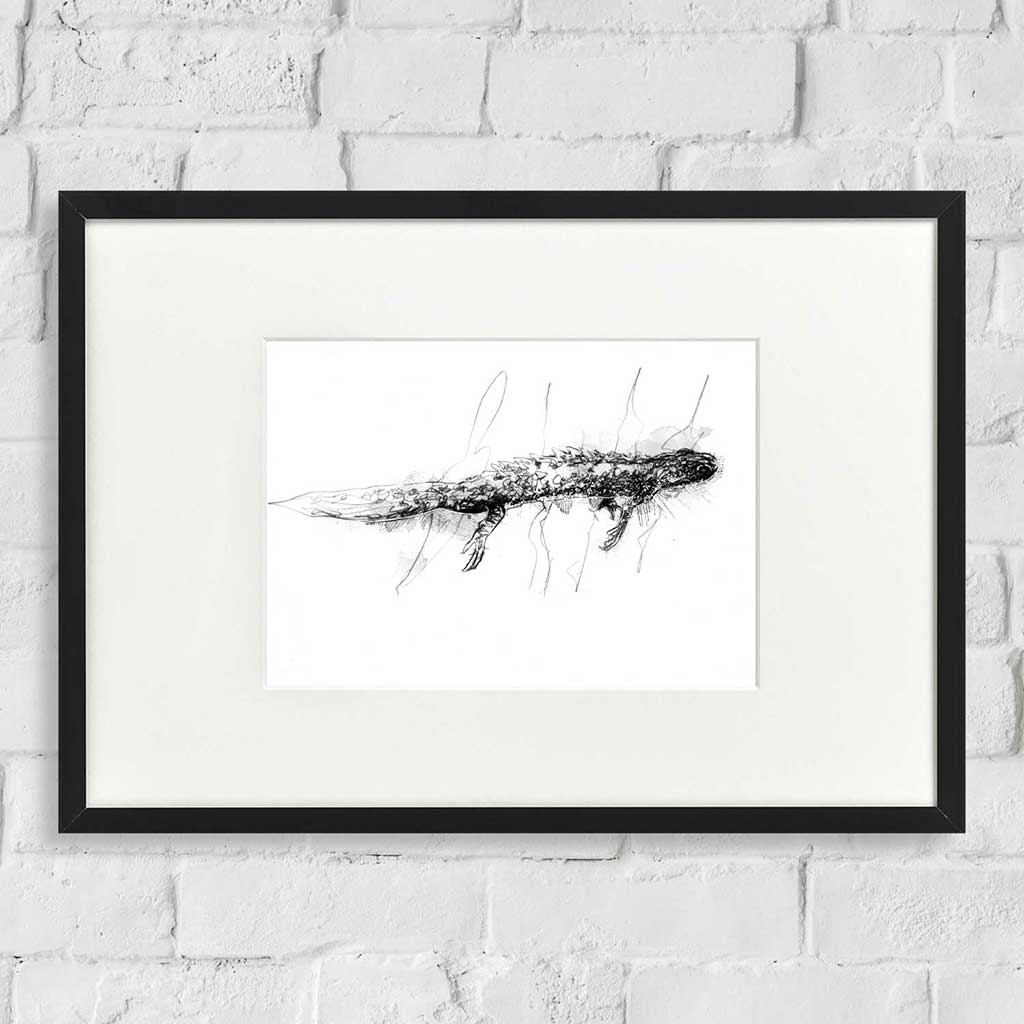 Great crested newt