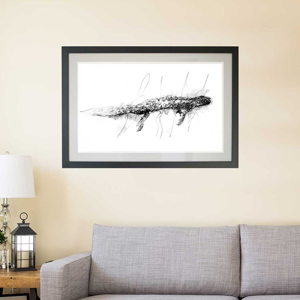 Great crested newt
