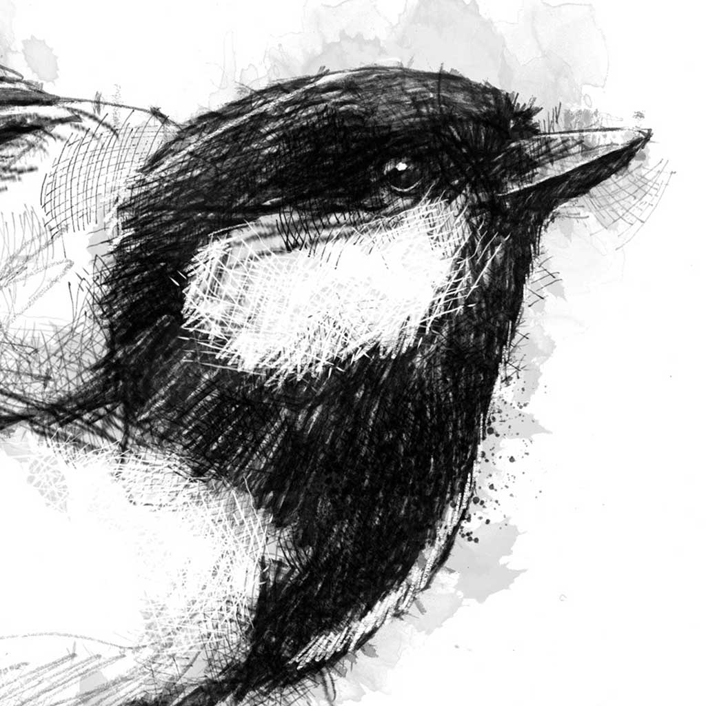 Great tit