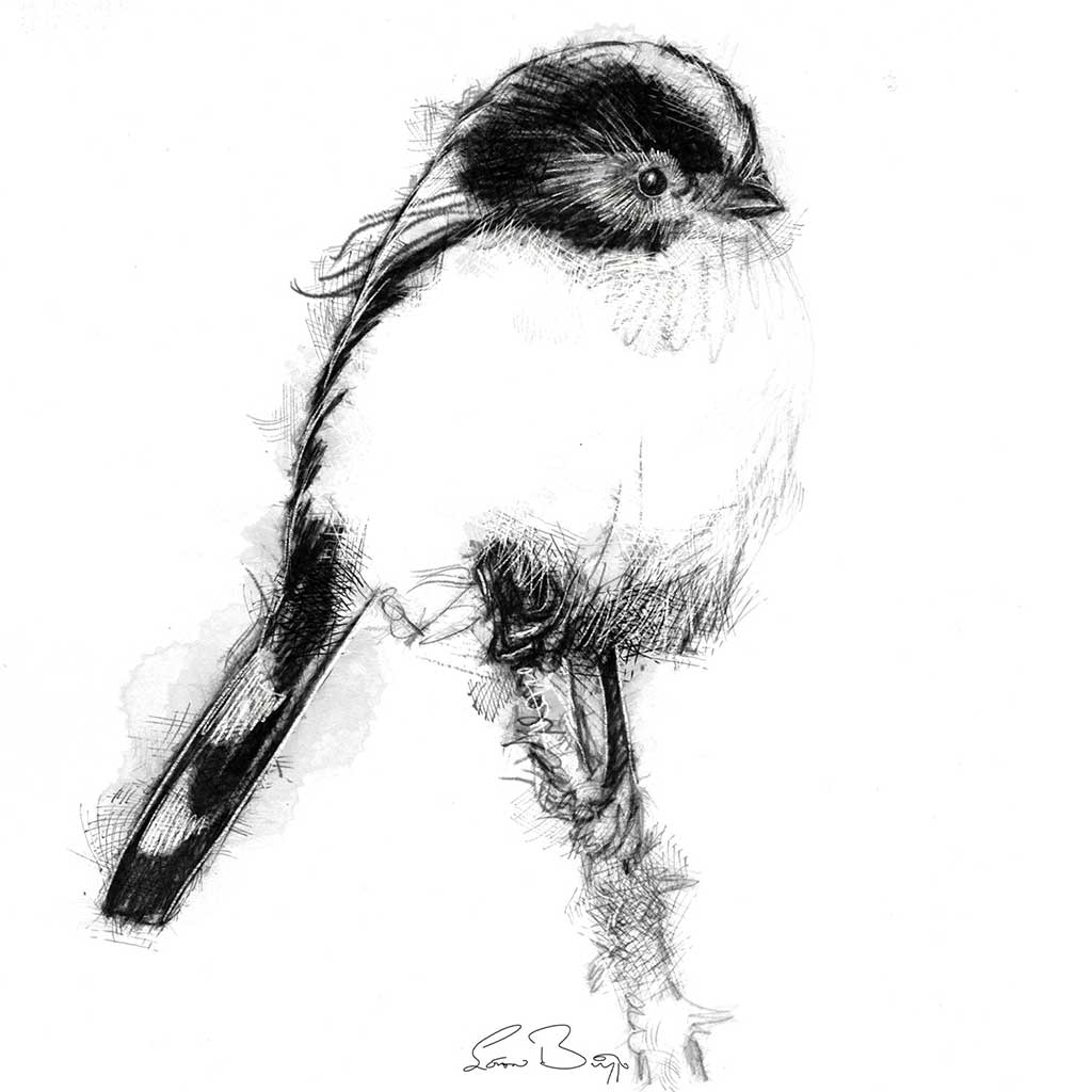 Long tailed tit
