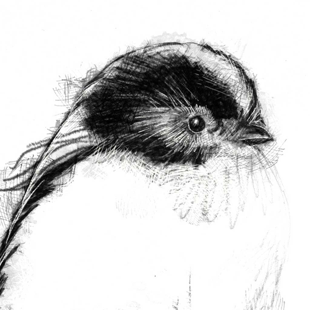 Long tailed tit