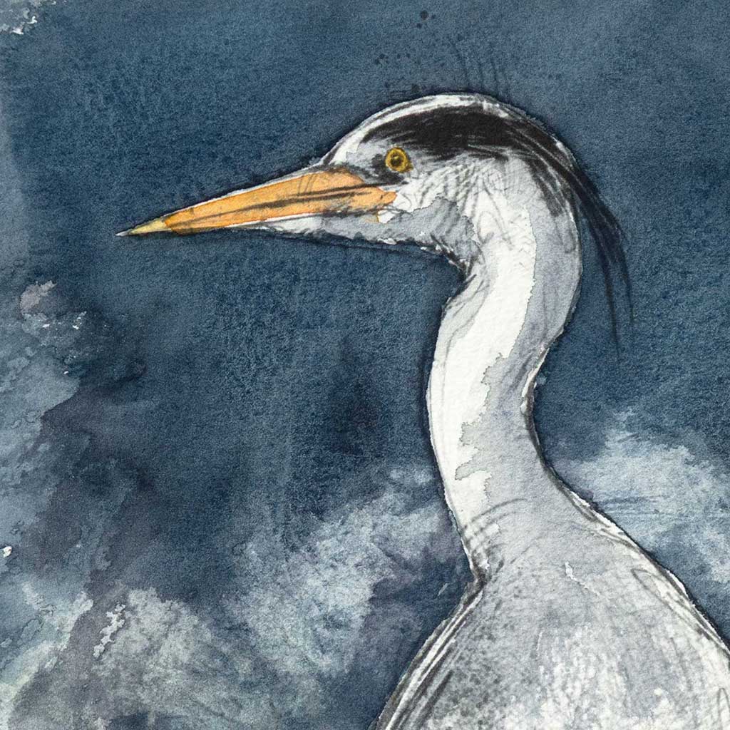 Grey heron