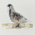 Grey partridge original mini sketch