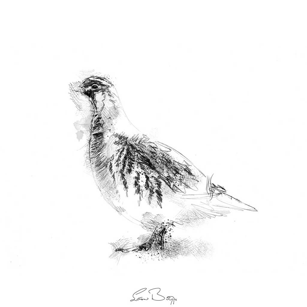 Grey partridge
