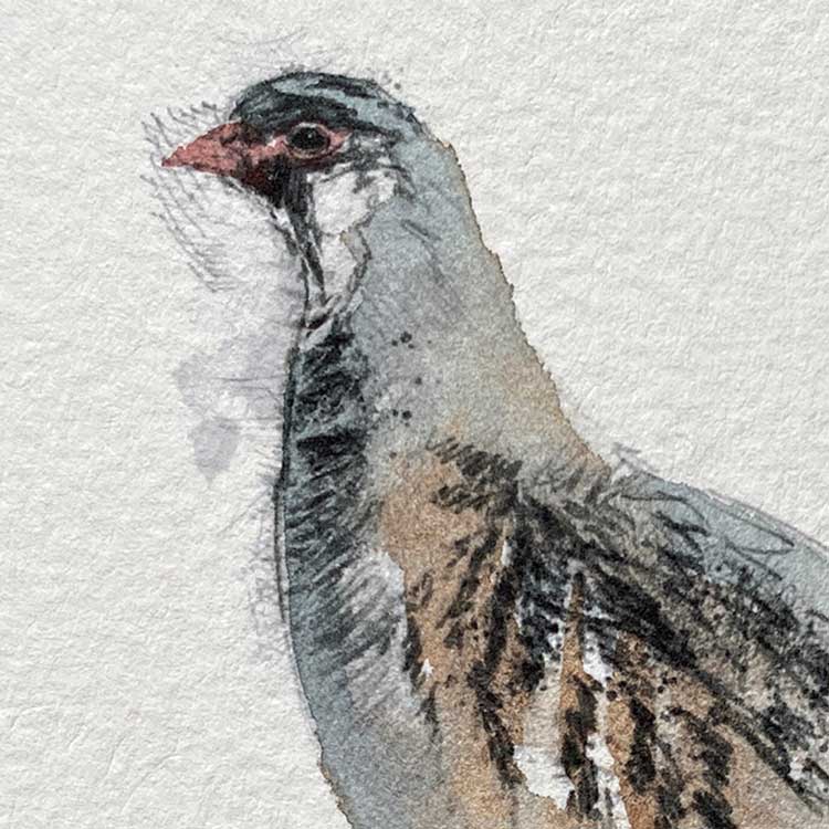 Grey partridge original mini sketch