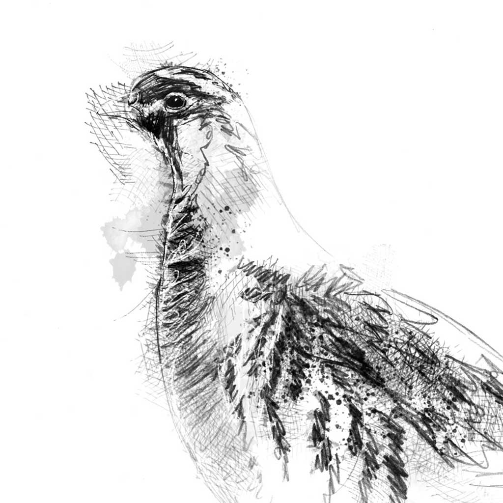 Grey partridge