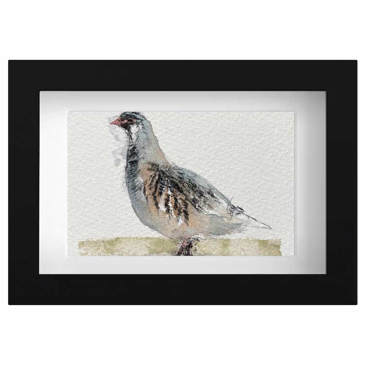Grey partridge original mini sketch