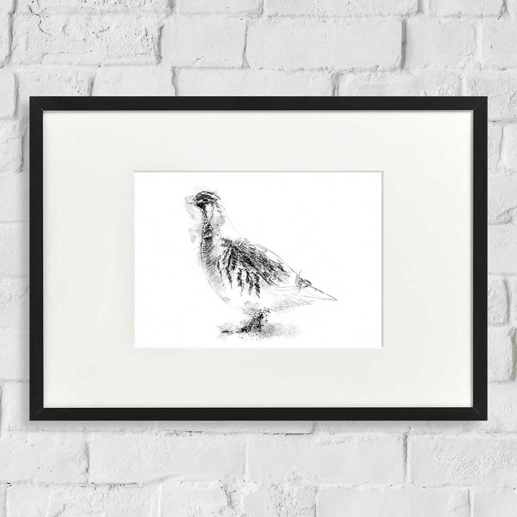 Grey partridge