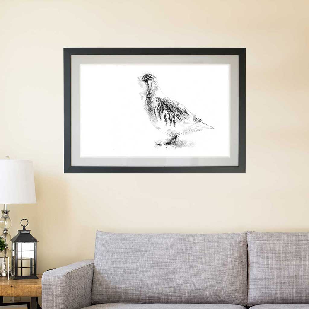 Grey partridge