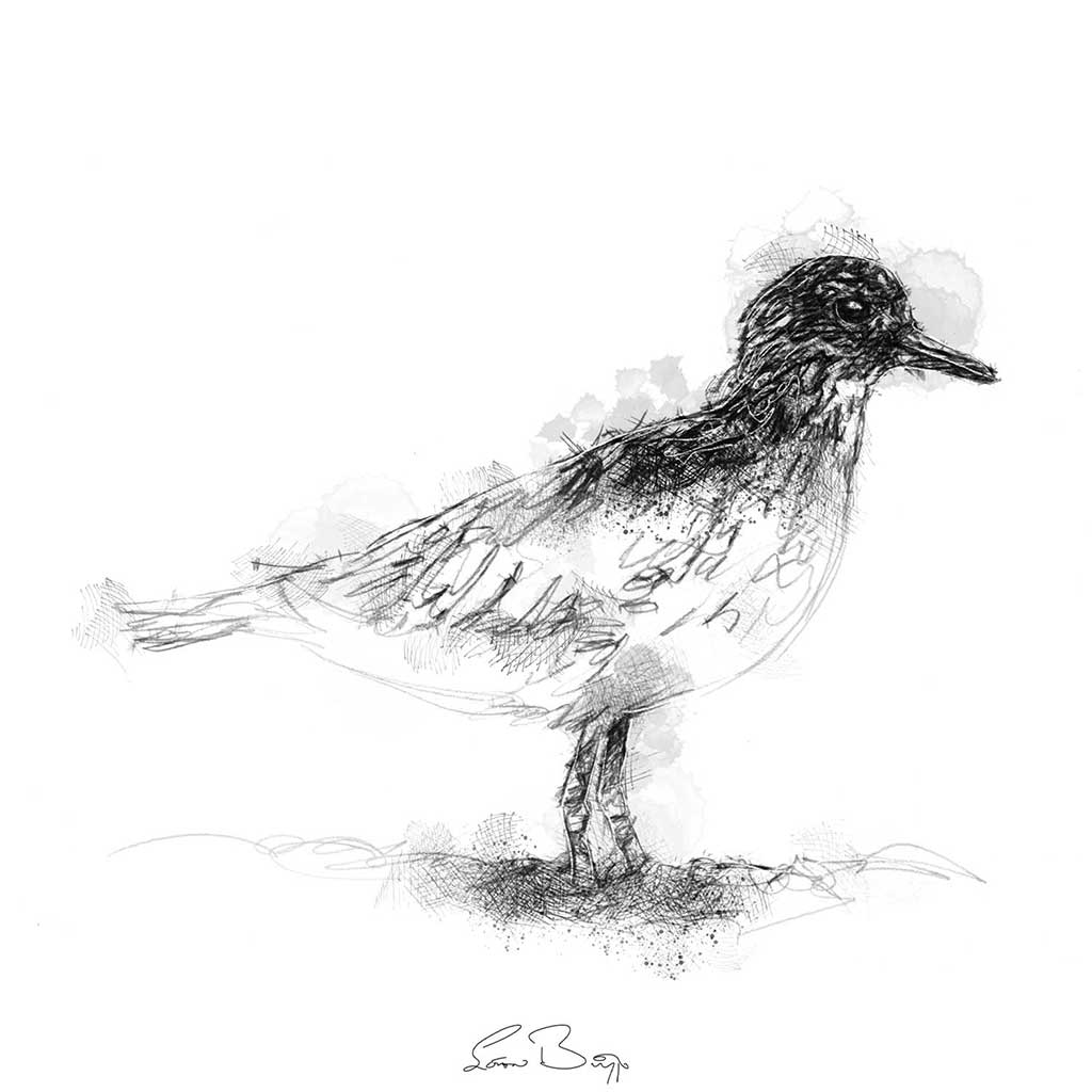 Grey plover
