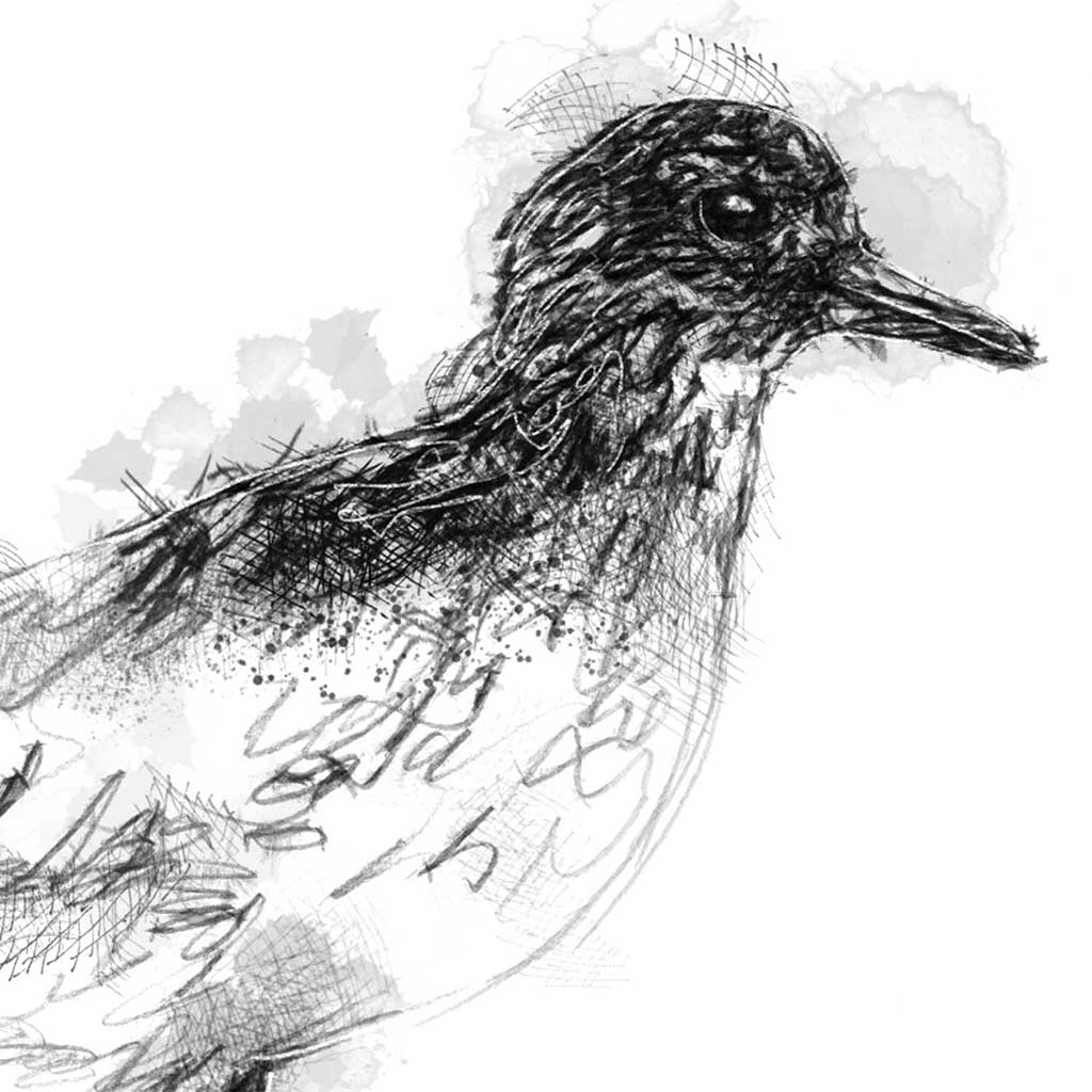 Grey plover