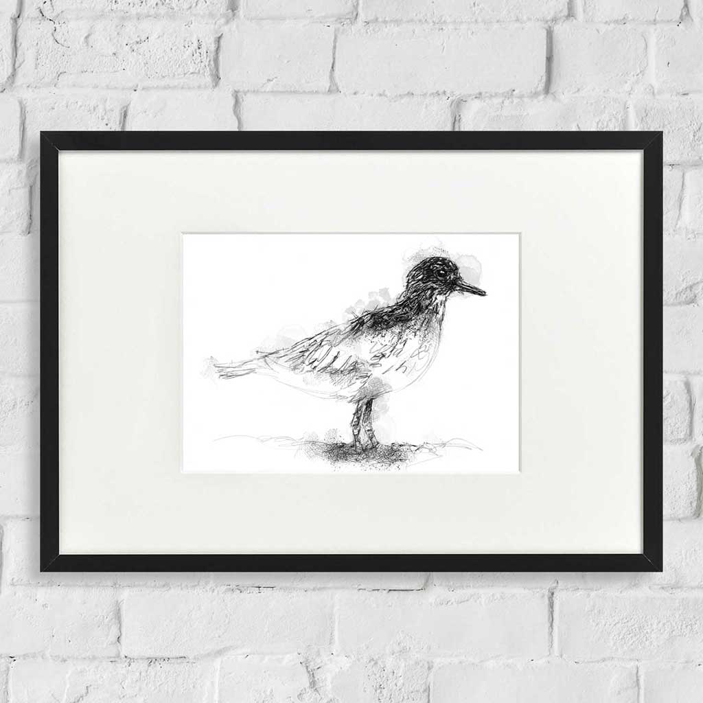 Grey plover