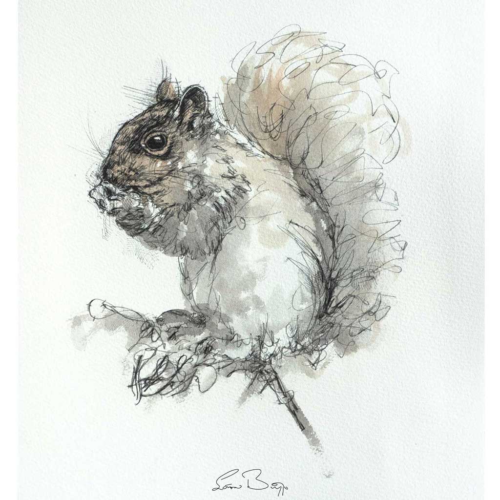 Grey squirrel sitting