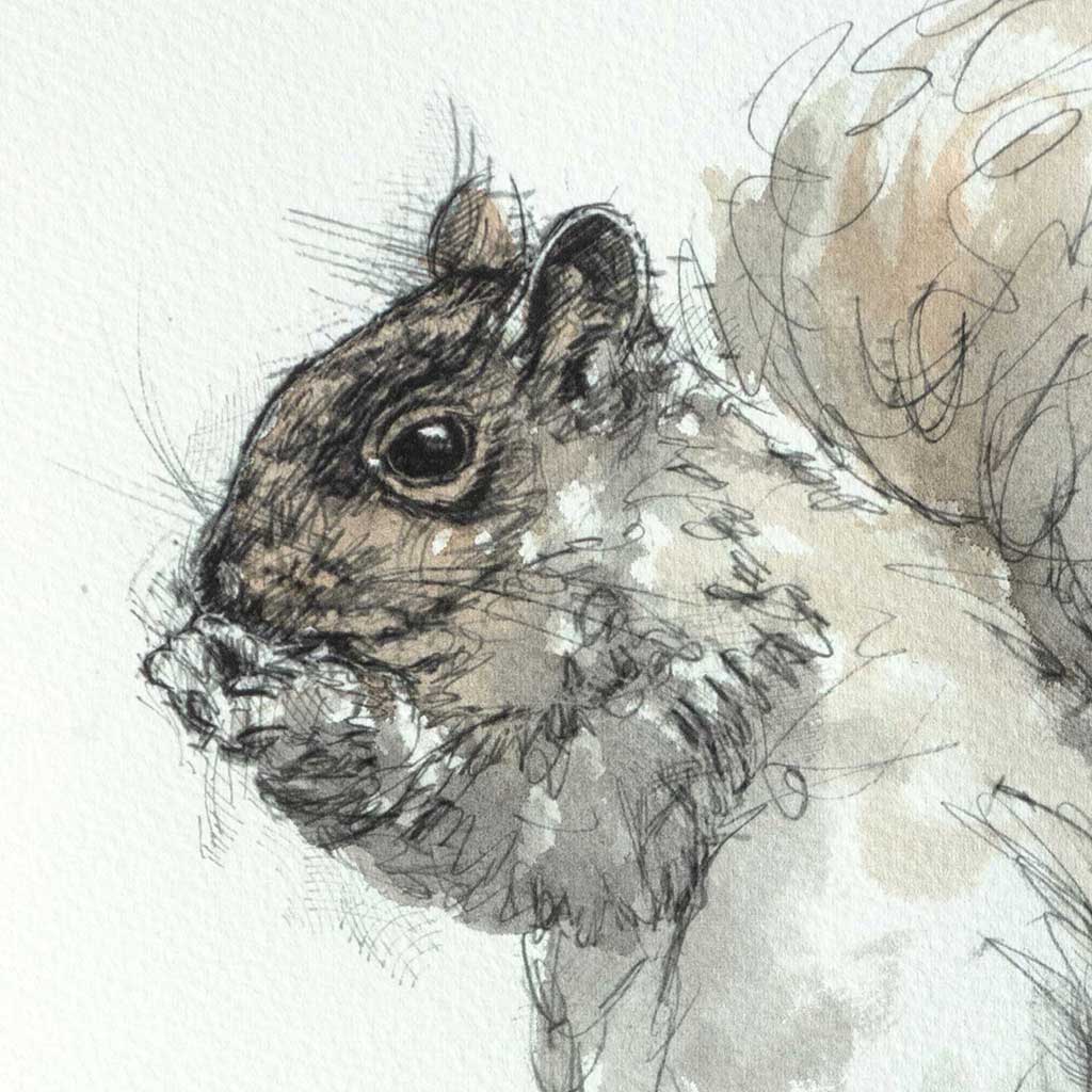 Grey squirrel sitting