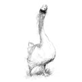 Greylag goose - BW Sketch