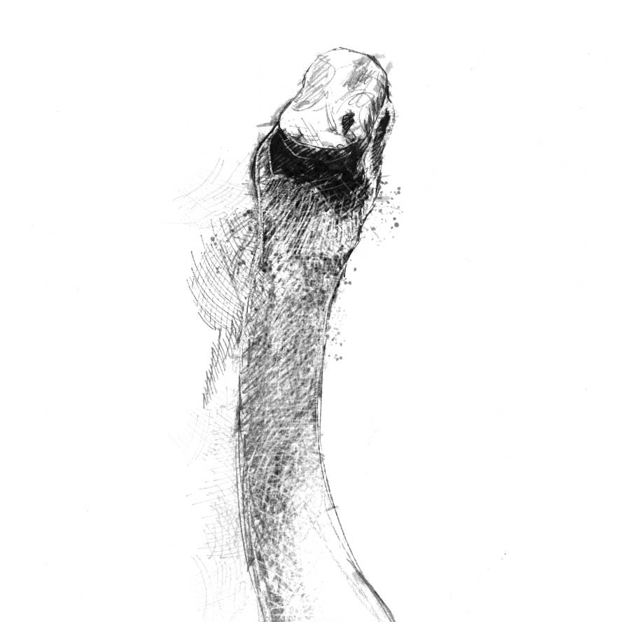 Greylag goose - BW Sketch