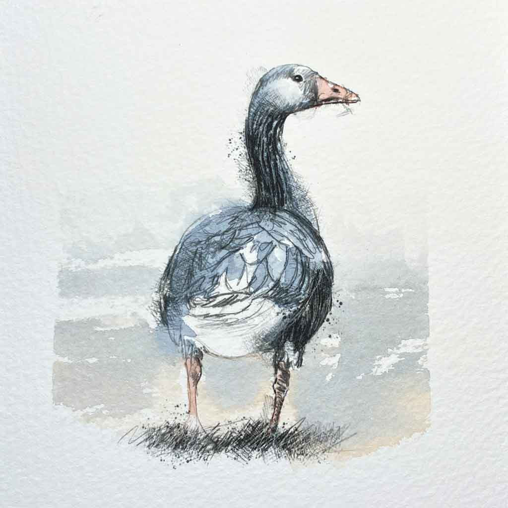 Greylag goose original mini sketch