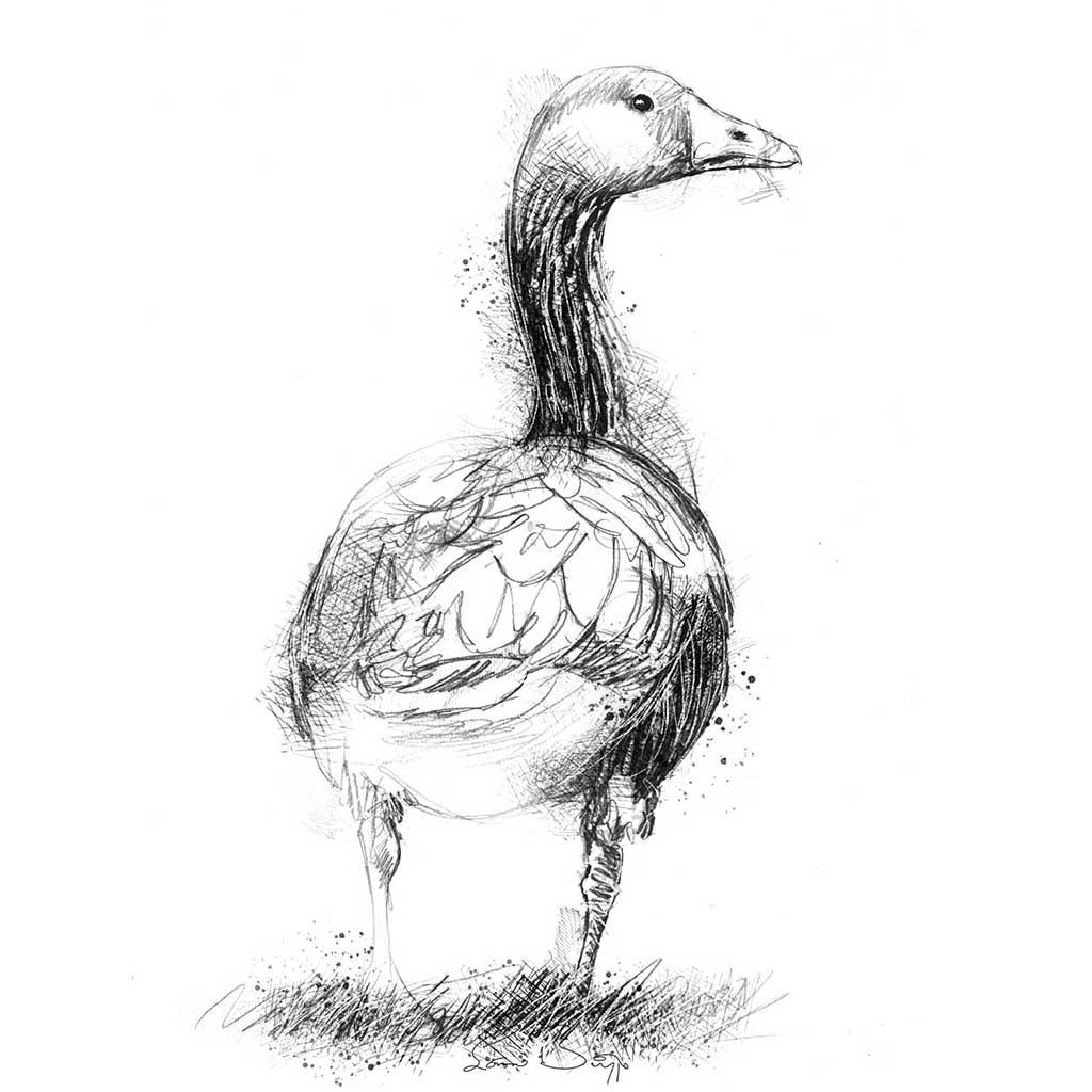Greylag goose