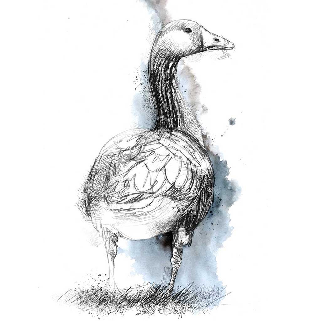 Greylag goose