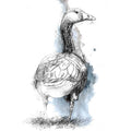 Greylag goose