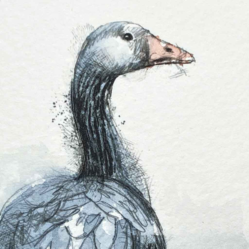 Greylag goose original mini sketch