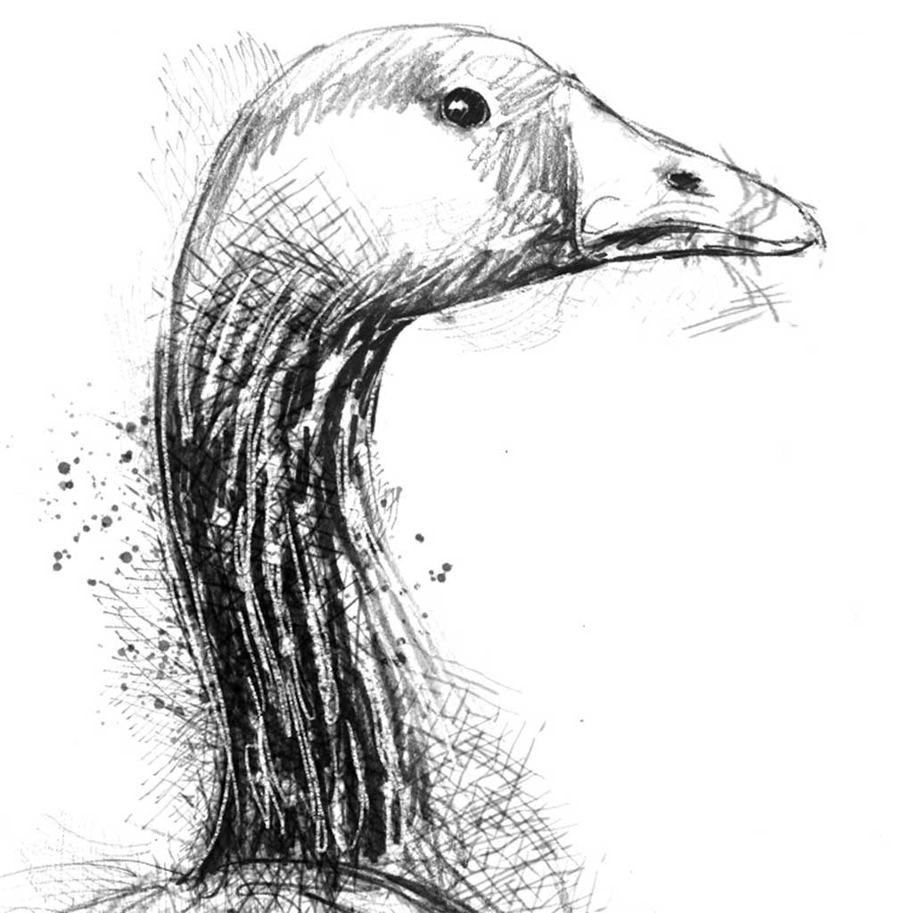 Greylag goose