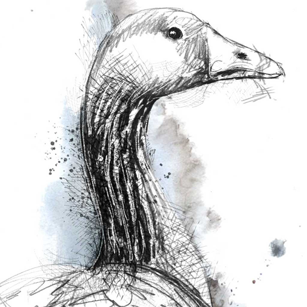 Greylag goose