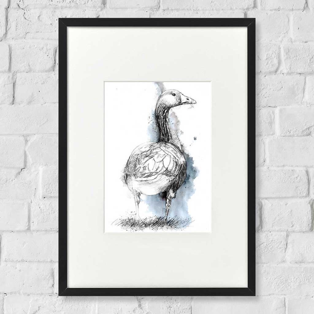 Greylag goose