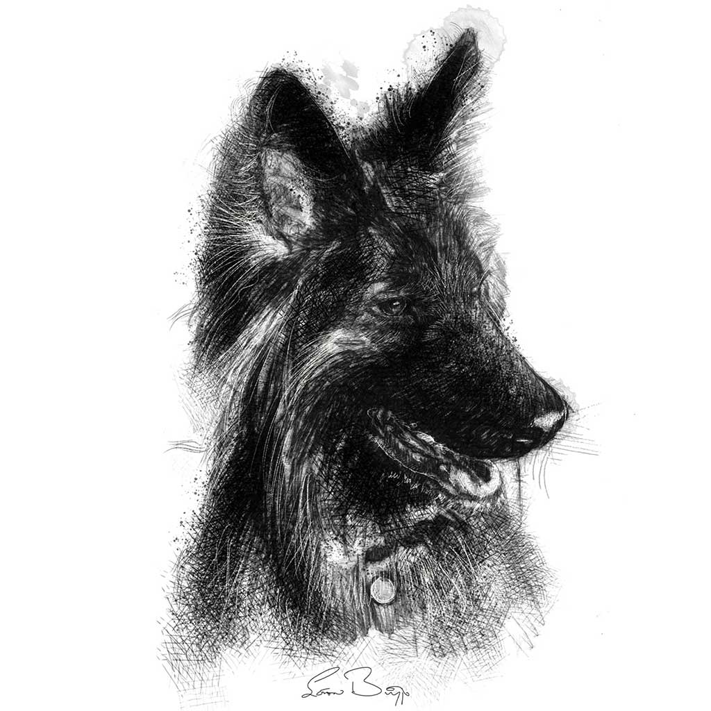 German shepherd