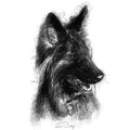 German shepherd