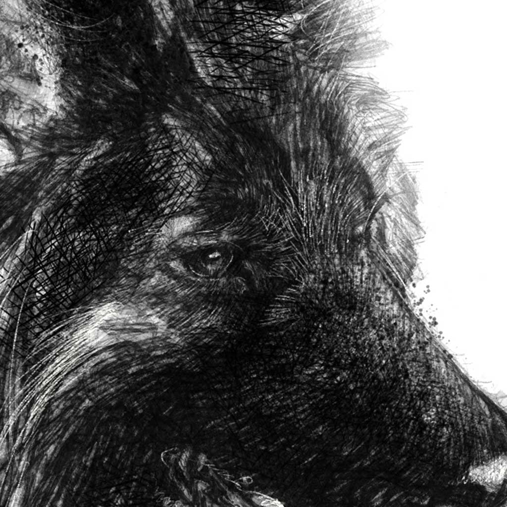 German shepherd