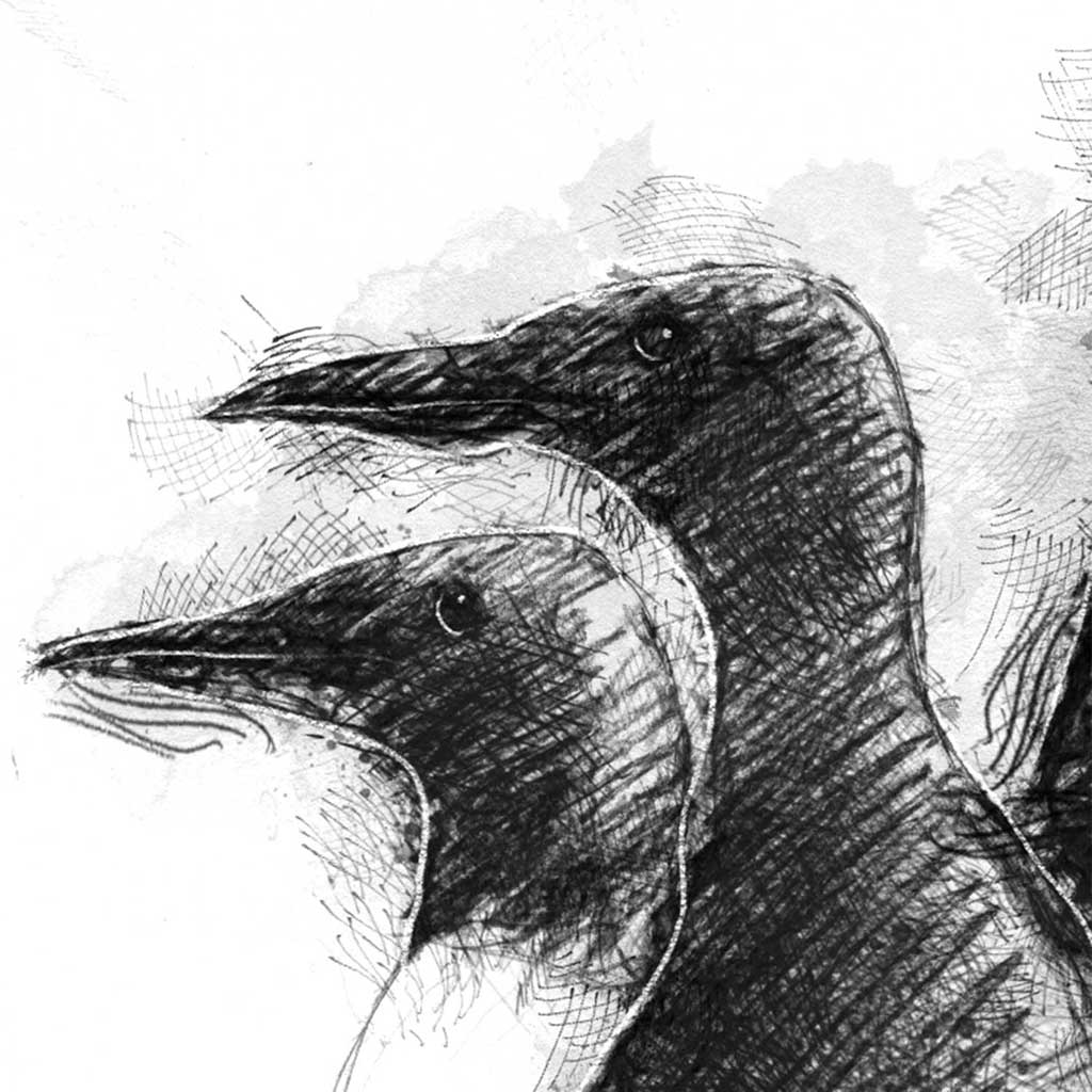 Guillemot